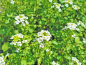 Preview: Echte Brunnenkresse - Nasturtium officinale